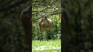 Cute Baby Animals 🦌 Relaxation FilmMusic(4K UltraHD) inCalm and Peaceful Relaxing🕉 #meditationmusic