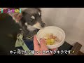 伊豆高原【愛犬と旅行】paドッグラン！動物園！チワワ×ミニピン