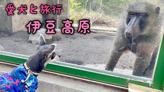 伊豆高原【愛犬と旅行】PAドッグラン！動物園！チワワ×ミニピン