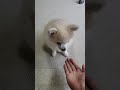 ただ嫌そうにお手をする犬