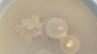 Yeast Blooming