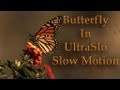 Butterfly Flying in Slow Motion