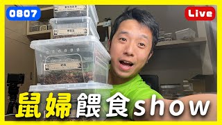 「0807-Live」鼠婦餵食秀｜琥珀螢火蟲、琥珀、檸檬藍、東北西班牙【臺灣蟻窟】