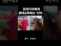 시골 소년과 닭의 대화 shorts