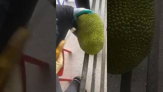 Jackfruit cleaning for export -  菠萝蜜加工厂