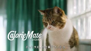 猫が登場するカロリーメイトのテレビCM『吾輩は栄養である・春』篇の本編映像