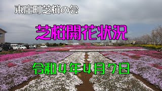 2022/04/07 東庄ふれあいセンターの芝桜開花状況 4K