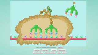 Mutations Simulation Lab Instructions