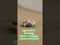 கடலில் கரை ஒதுங்கிய செத்து கிடக்கும் ஆமைகள் என்ன காரணம் tortoise alluarj socialmedia