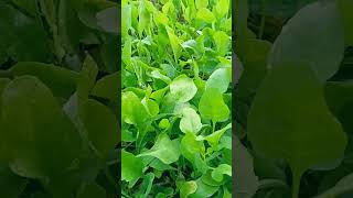 പാലക് ചീര/Palak Cheera/Palak/How To Grow Palak/Spinach/#shorts #youtubeshorts #youtube #satisfying