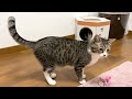 朝起きたら実家の猫たちから爆音の大歓迎を受けましたwww