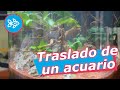 MUDANZA · Cómo TRANSPORTAR los PECES del ACUARIO 🚚