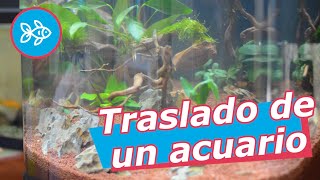 MUDANZA · Cómo TRANSPORTAR los PECES del ACUARIO 🚚