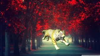 Roar of the Tiger ।। বাঘের গর্জন।।