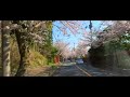 【伊豆高原】　桜並木ドライブ　満開　2023 4 1 4k