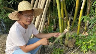 【农人旺旺】夏天才生长的笋子，我们叫“夏笋”，很多人没吃过，拍给大家看看