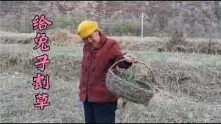 偶遇张家口崇礼大妈挖野草，说村里黄鼠狼挺多，还偷吃她家的兔子