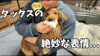 【5匹ダックス】歯茎マッサージで「絶妙な表情」をするダックスがかわいい...