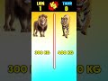 Lion vs Tiger 😎 | #shorts #lion #tiger #lionvstiger #viral