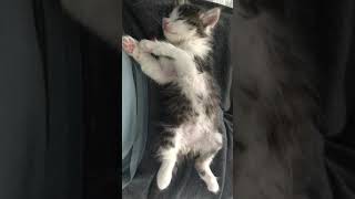 Sleepy Kitten/四脚朝天睡晕过去的小奶猫