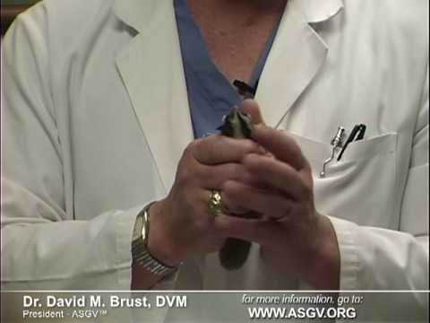 Sugar Gliders As Pets: Vet Explains How to Handle Them Sugar Gliders As Pets: Vet Explains How to Handle Them