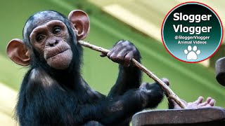 Big Eared Baby to Noisy Adult Chimp Zoo de La Palmyre in France