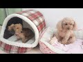 自由すぎるパピーダックス　🐶ひみつきちなう！ 2🐶 チワワ ミニチュアダックス 柴犬 トイプードル 2020年8月6日