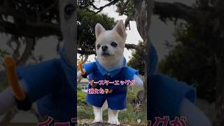 イースターエッグを捜す犬のおまわりさん #shorts #チワワ #コスプレ #chihuahua #犬のおまわりさん #easter #かわいい