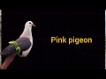 pigeon ਨਾਮ ਨਾਲ 100 ਕਬੂਤਰਾਂ ਦੀਆਂ ਨਸਲਾਂ