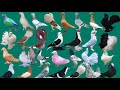 100 pigeon's breeds with name #pigeon