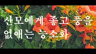 산야초  능소화  출산후 몸이 좋지 않은 산모, 풍기, 어혈을 풀때 인후통,풍진등에 좋은 능소화  꽃과 줄기,잎, 뿌리등을 약으로 씁니다.