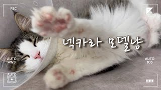 [카누케냐VLOG] 중성화고양이의 하루 | 넥카라가 어울리는 고양이(?) | 중성화수술