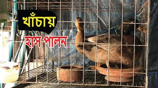 খাঁচায় হাস পালন  | Duck cage  | আমার ছাদ বাগান এ খাঁচায় হাস পালন