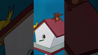 TOM AND JERRY#shorts #funnyvideo #cartoon #funny #shortvideo #viral  #jerry #tomandjerry
