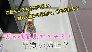 柴犬ルル　＃33  早食い防止？　ご飯小分けしてみた　犬の嗅覚は、どれだけ優れているのか　実験