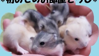 ジャンガリアンハムスター　ぷり♂＆ぽり♀の赤ちゃん　その3　Hamster babies