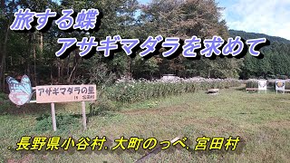 【旅する蝶アサギマダラを求めて】長野県小谷村、大町市のっぺ、宮田村へ