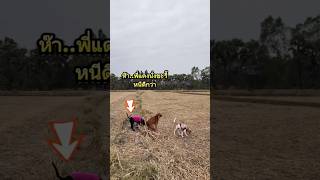 ไม่ไหวแหละปล่อยตรงนี้ละกัน🤣 #คลายเครียด #funny #น่ารัก #ธรรมชาติ #dog #สุนัข #shorts #ตลกฮาฮา