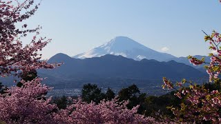 おおい夢の里　めざせ楽々桜見学　2024.02.27