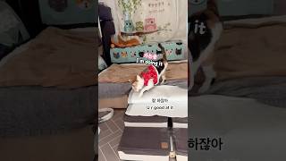 21세 고양이 메소_눈은 잘 안보여도 메소는 다 잘해_Morning of a blind senior cat #shorts #고양이