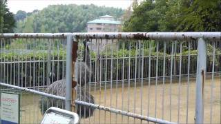 2011年9月26日　浜松市動物園　カンガルー・ワラビーなど