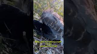 Baby kite bird taking a walk in nest and surroundings #birds #nest #nature #wildlife #shorts