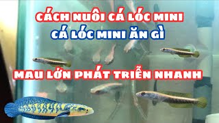 Cách Nuôi Cá Lóc Cảnh Mini l Thức Ăn Giúp Cá Lóc Mini Mau Lớn