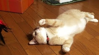 猫の一人遊びシステム『お母ちゃんいらず』が完成🎵