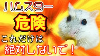 これだけは絶対使わないで!!ハムスターを飼う上で絶対注意して欲しいこと。　＃床材　＃おすすめ　＃危険な床材　＃ハムちゃん