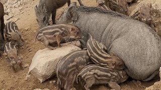 Hungry Wild Hogs Tries To Suck Their Mother's Nipple