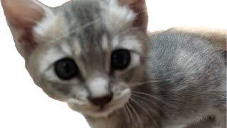 とうとう出たね。。。うんちから回虫！モザイクなし（猫親子７匹保護）