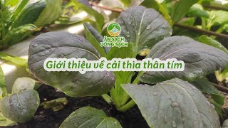 Giới thiệu về cải thìa thân tím | Ăn Sạch Uống Sạch