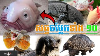 សត្វចម្លែកទាំង ១០ នៅលើពិភពលោក-Top 10 Monsters in the World