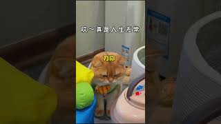 #short #short 柜柜：我有个脾气现在就要发 #猫咪的迷惑行为#猫  @DOU+小助手